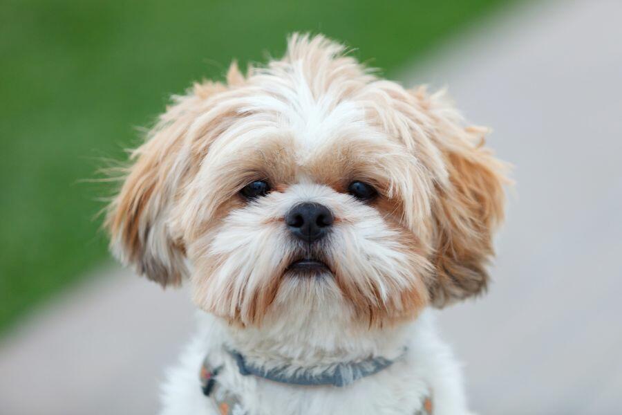 Curiosidades sobre os Shih Tzu: mestres na arte de serem ador�veis!