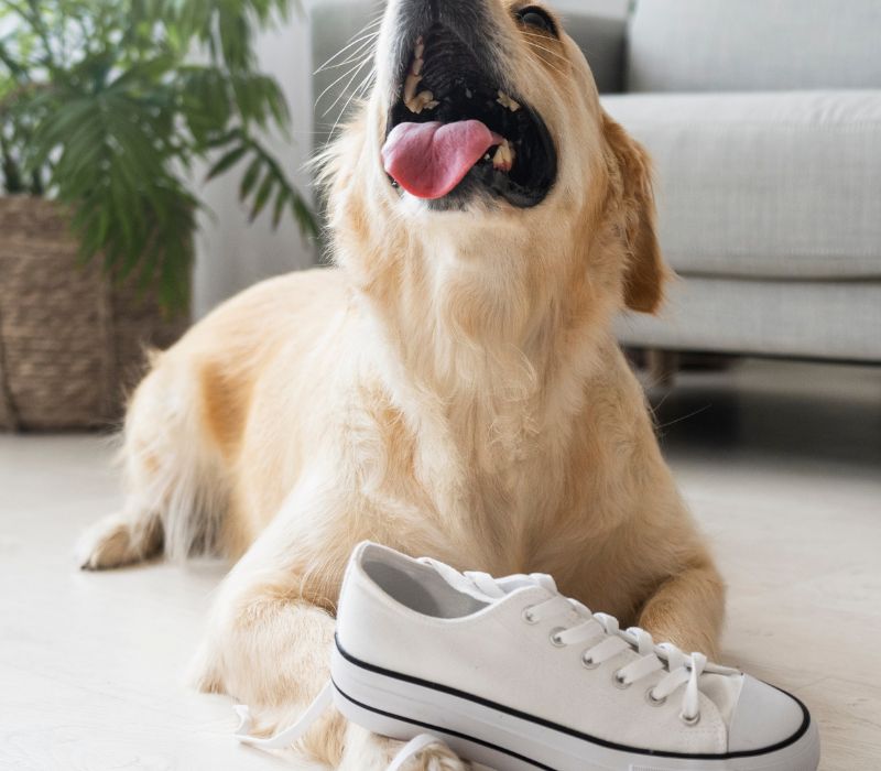 Meu cachorro destr�i tudo: por que isso acontece e o que fazer?