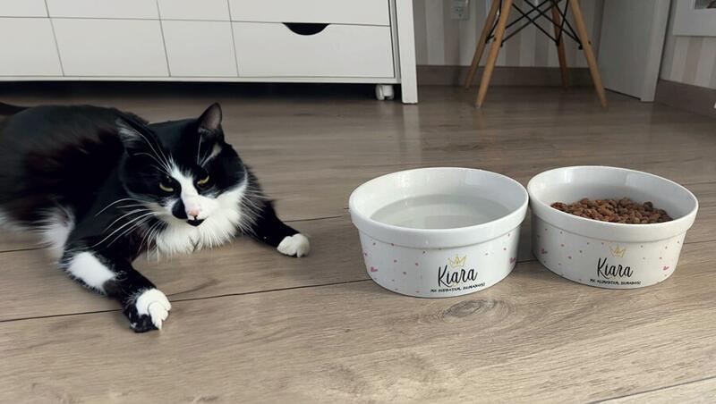 Acne Felina - trocar o comedouro do seu gato por um de cer�mica ajuda muito na preven��o e tratamento