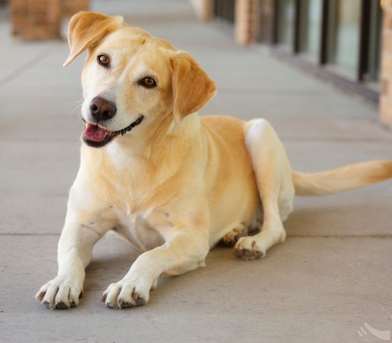 Seu cachorro sabe o pr�prio nome? A ci�ncia explica o que acontece quando voc� chama por ele