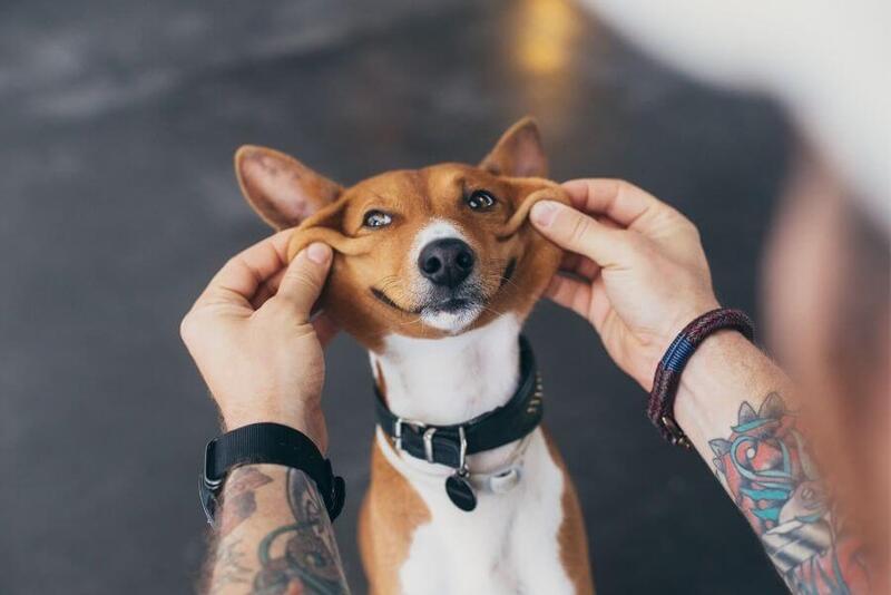 Presente para um Cachorro? 5 Dicas de Presentes Muito Legais