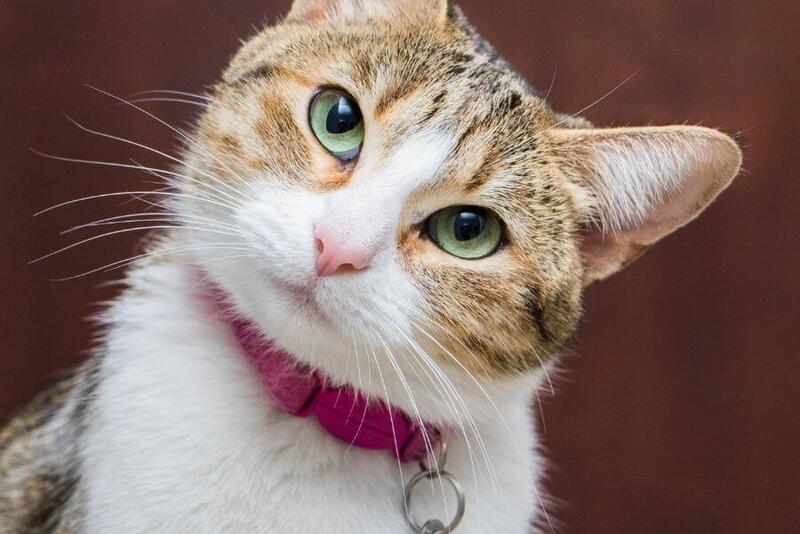 Como acostumar os Gatos a Usarem a Coleira Com Placa de Identifica��o?