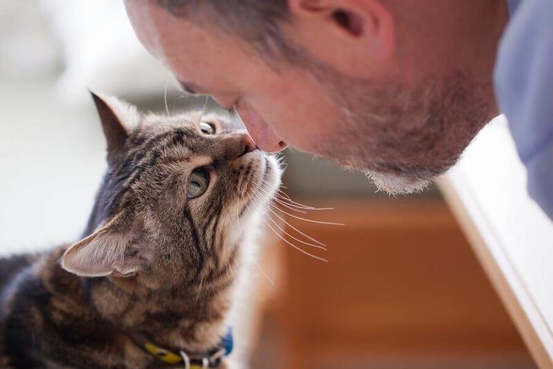 5 Presentes Que os Pais de Gato v�o amar Ganhar!