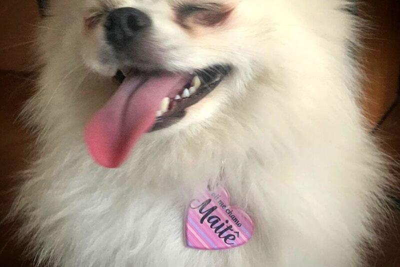5 Motivos para Identificar Seu Pet Com Uma Plaquinha