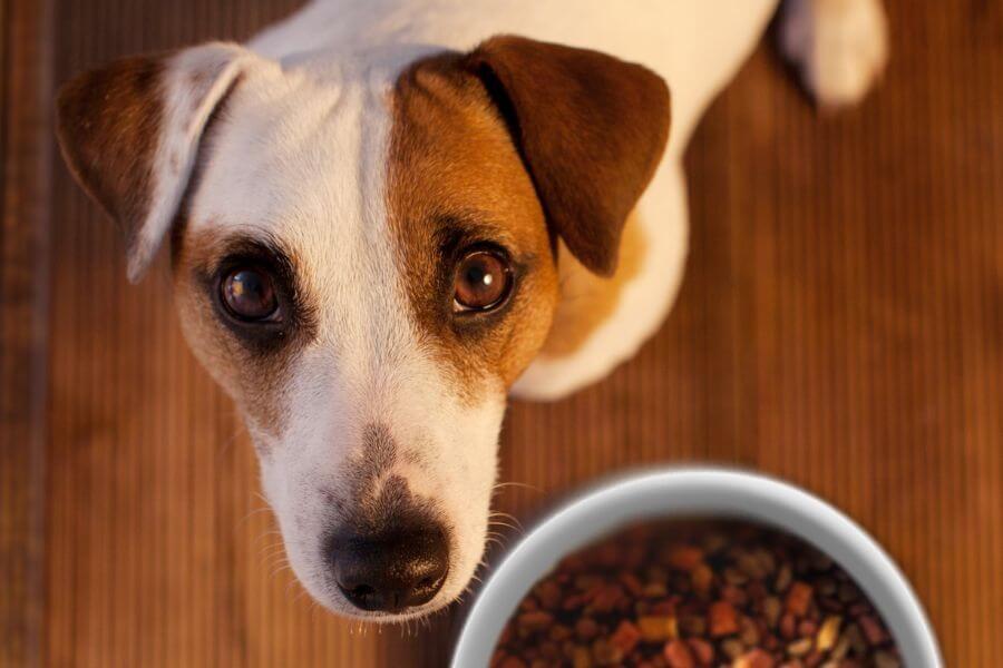 De Pl�stico, Alum�nio ou Cer�mica? Escolha o Melhor Comedouro Para a Sa�de do Seu Pet