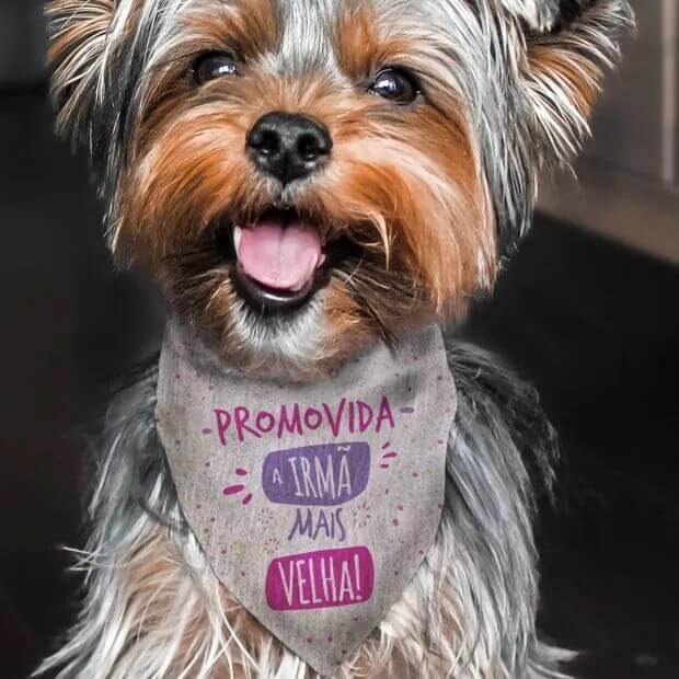 Bandana Para Cães e Gatos Promovida a Irmã Mais Velha