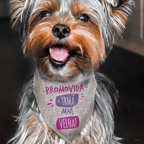 Bandana Para Cães e Gatos Promovida a Irmã Mais Velha