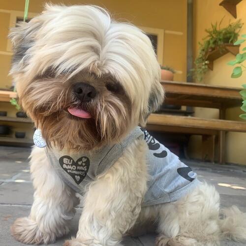 Roupa para Pet Personalizada - Camiseta de Futebol do Brasil