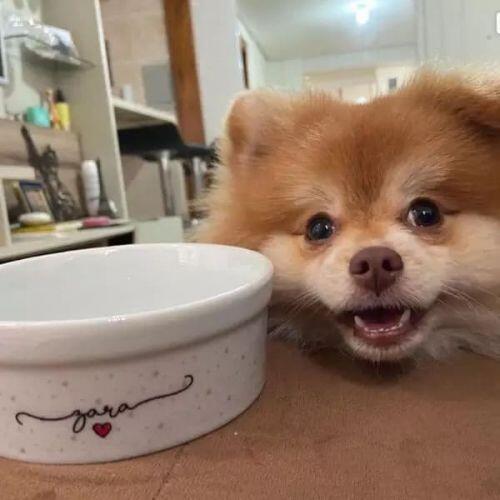 Comedouro Personalizado Com o Nome do Pet - Tigela de Cer�mica para Pets - Cole��o Patinha