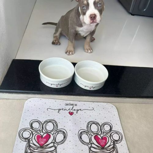 Kit Comedouro + Bebedouro + Tapete Personalizados Com o Nome do Pet - Coleção Patinha