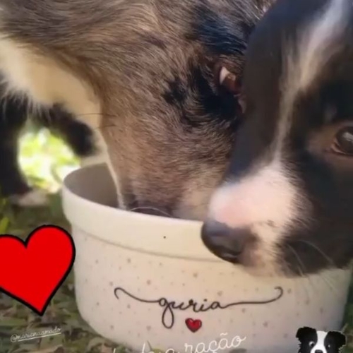 Kit Comedouro + Bebedouro + Tapete Personalizados Com o Nome do Pet - Coleção Patinha