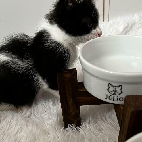 Kit Comedouro + Bebedouro Personalizados Com o Nome do Pet - Dupla de Tigelas de Cer�mica para Pets - Gato Frajola