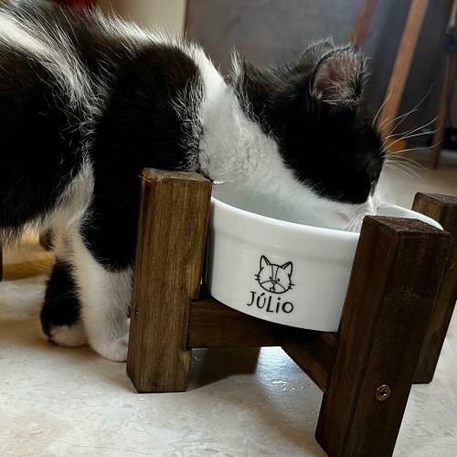 Comedouro/Bebedouro Personalizado Com o Nome do Pet - Tigela de Cerâmica para Pets - Maltês