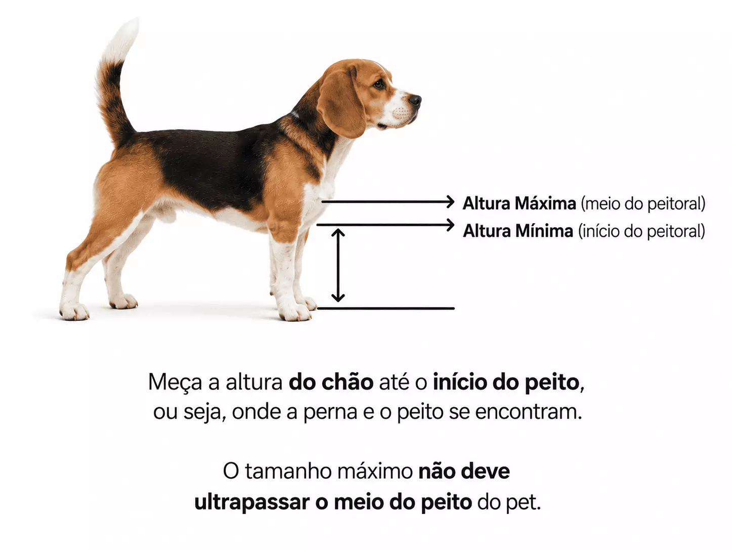 Kit Comedouro e Bebedouro Personalizados + 2 Suportes - Escolha a Raça | Coleção Carinhas