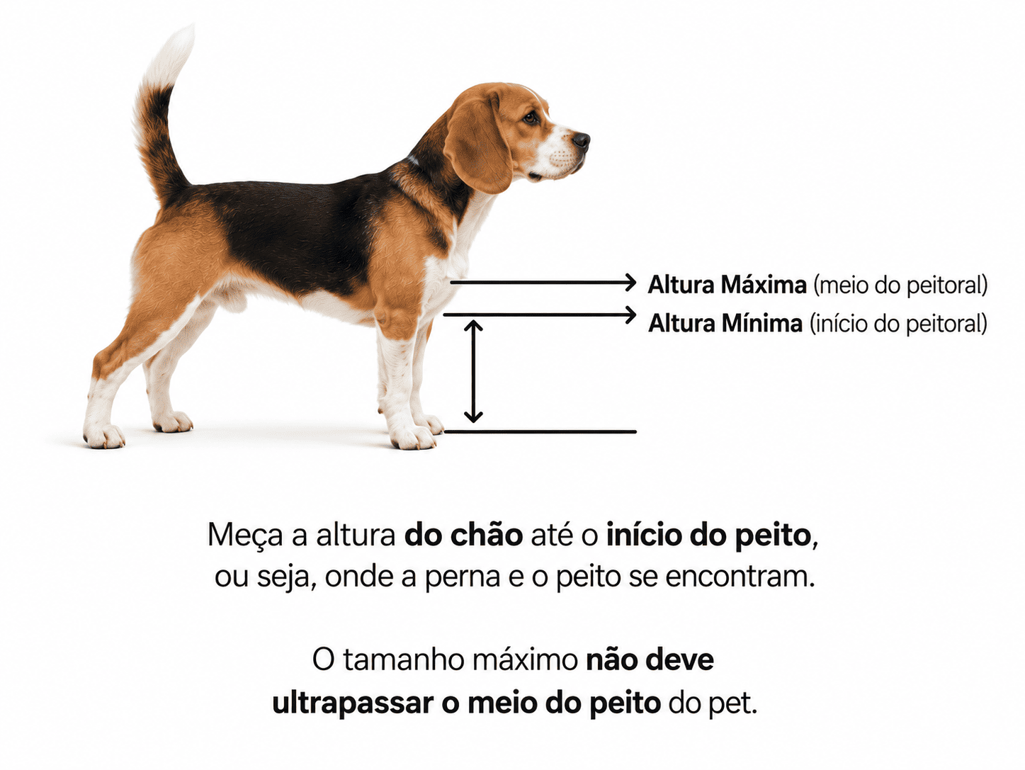 Como medir a altura ideal do suporte para o seu pet