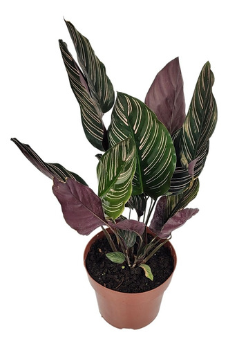 Marantha Riscada Comprar Calathea Ornata Maranta Riscada Pote 17 cm
