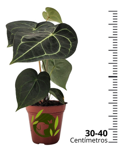 Comprar Anthurium Clarinervium Pote 12 cm