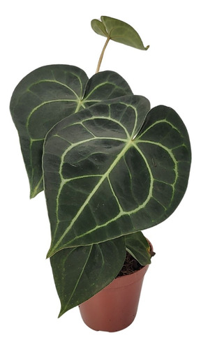 Comprar Anthurium Clarinervium Pote 12 cm