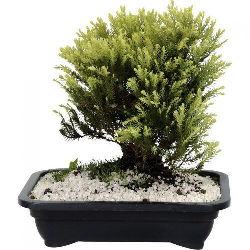 Comprar BONSAI JOVEM 1UND - R$20,22