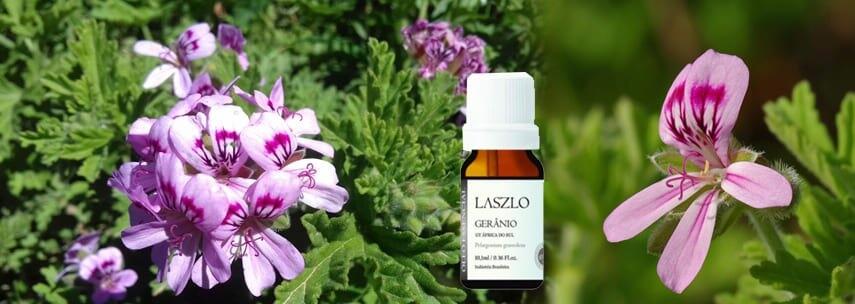 Aromaterapia: Ger�nio e seus benef�cios
