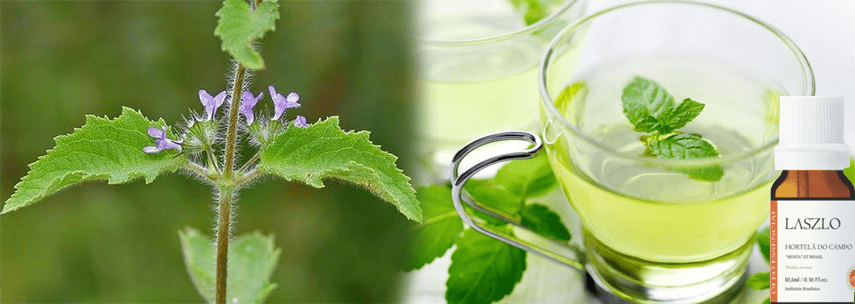 Aromaterapia: Hortel� do Campo e seus benef�cios