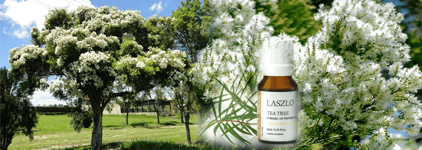 Aromaterapia: Tea Tree e seus benef�cios