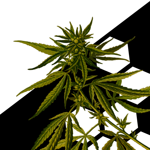 Toda a hist�ria do CBD medicinal: China antiga, benef�cios e produtos