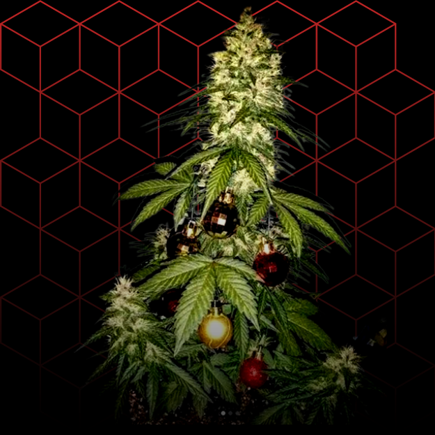 Lista de 4 vaporizadores para voc� presentear algu�m no natal em 2023