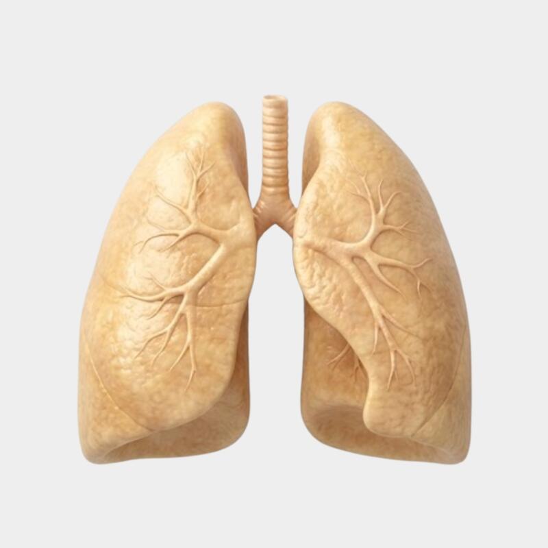 Pulmão de vapor