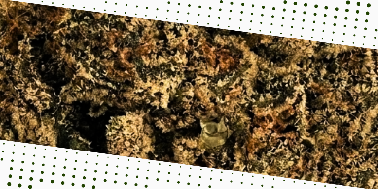 Tricomas da Colombian Gold